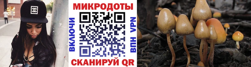 Галлюциногенные грибы Psilocybe это клад Дальнегорск